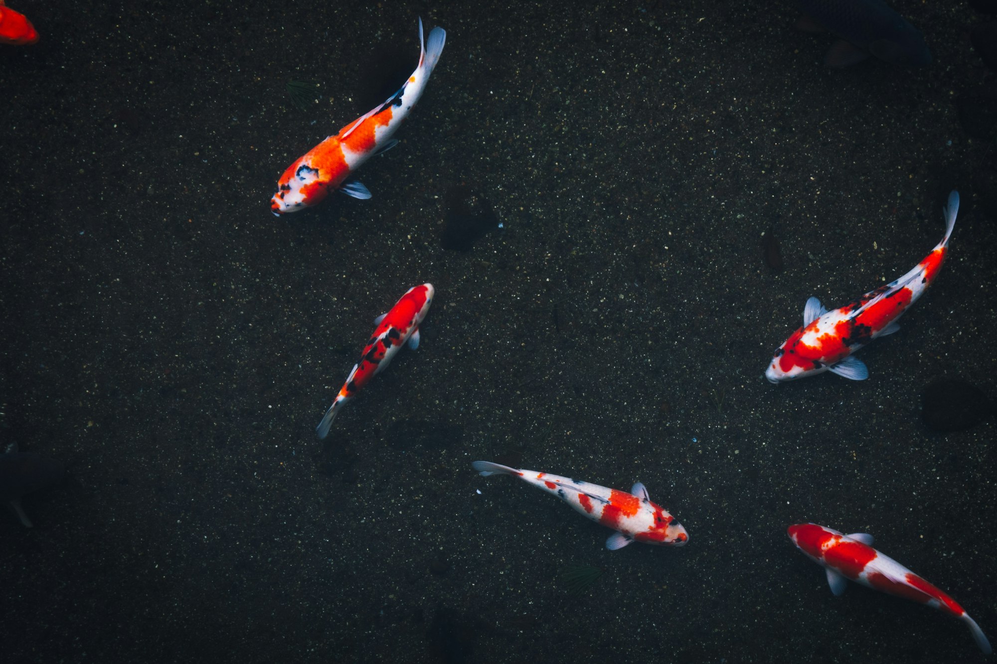 Japanse koi in natuurlijke vijver met helder water en kleurrijke patronen